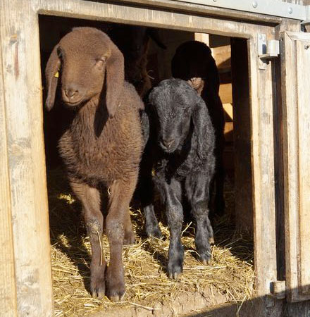 Logo Rehhag - Fleisch direkt ab Hof