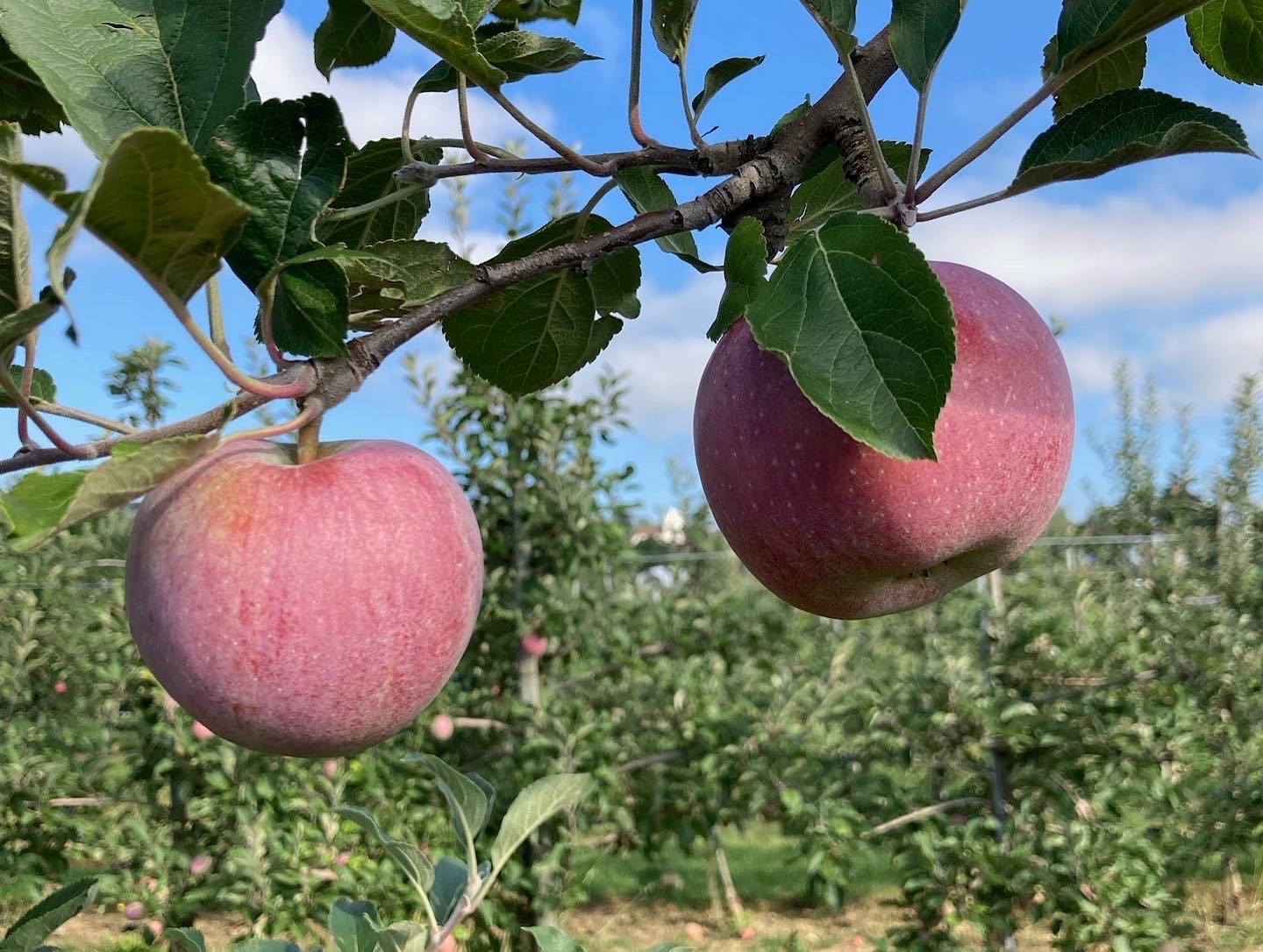Logo Häberlis PSR Äpfel Produktion