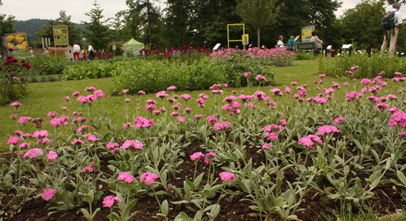 Logo Zierpflanzen-Garten Elfenau Bern