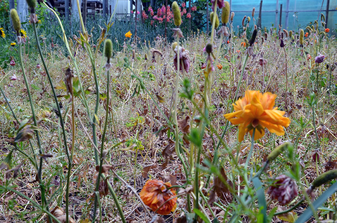 Logo Rohrer Biogärtnerei und Blumen