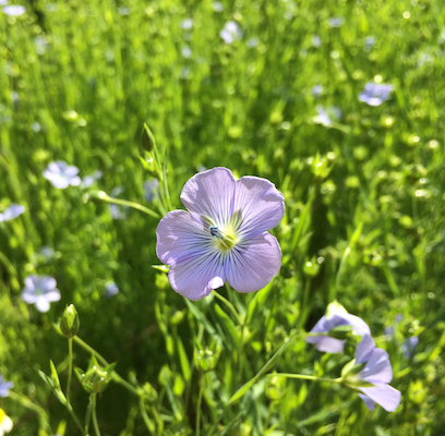 Logo gemütlicher Hausgarten