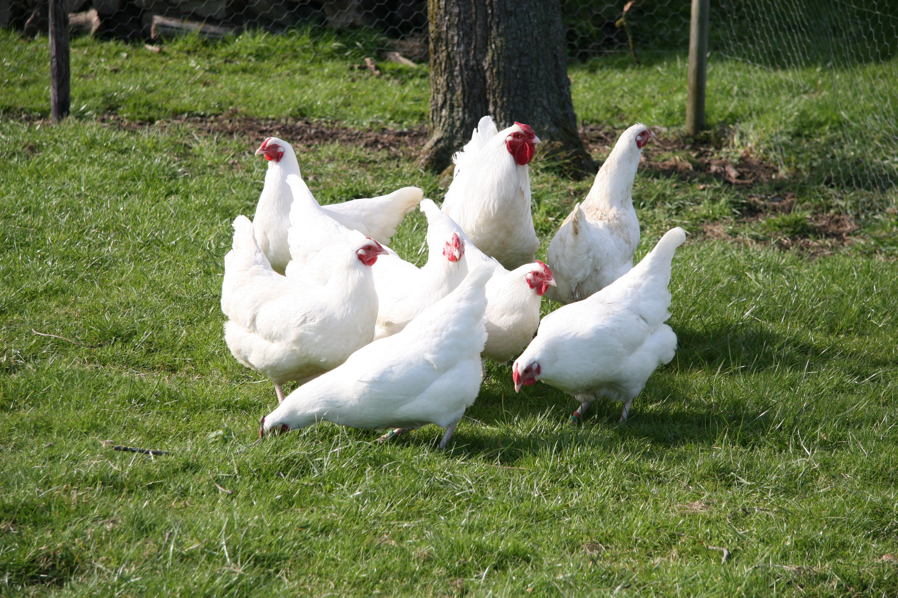 Logo SCHWEIZER HUHN UND DIEPHOLZER GANS (ZUN)