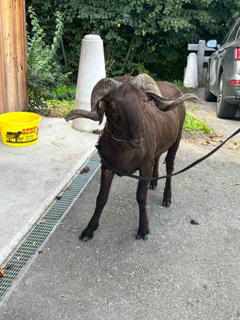 Logo Bergerie des Jorettes