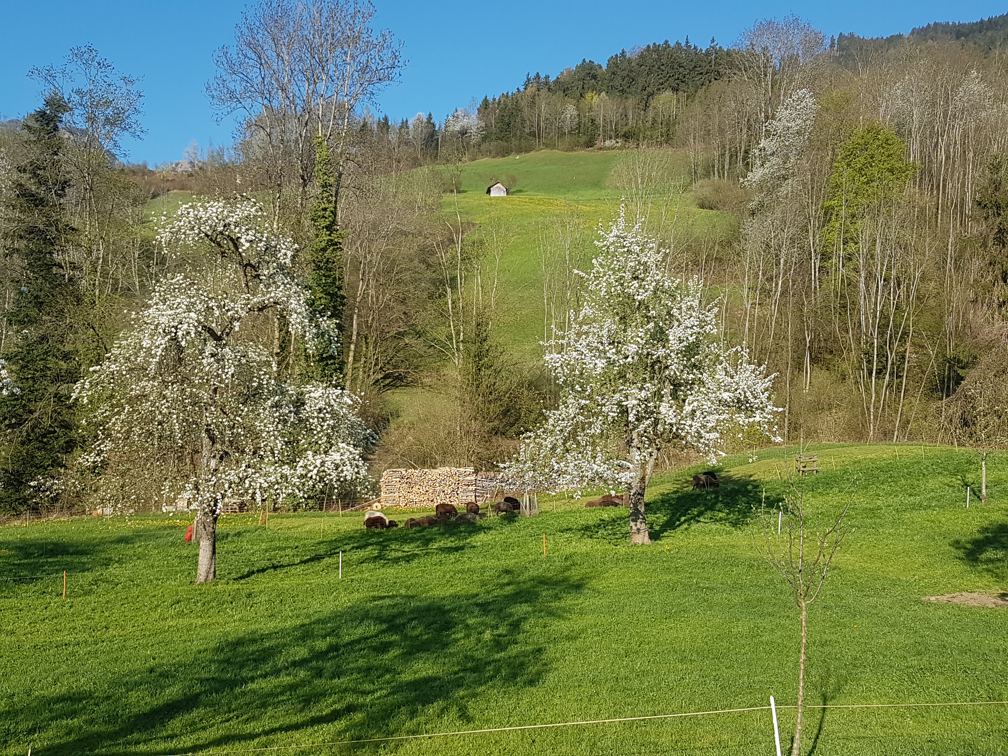 Logo MWOK Fürren Alp