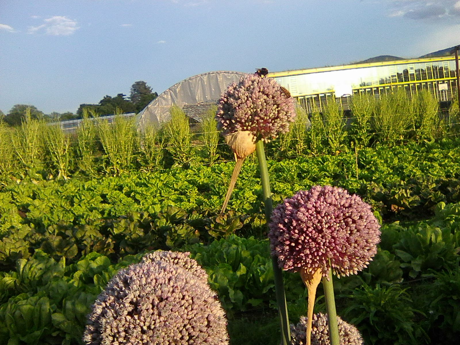 Logo Association Semences de pays