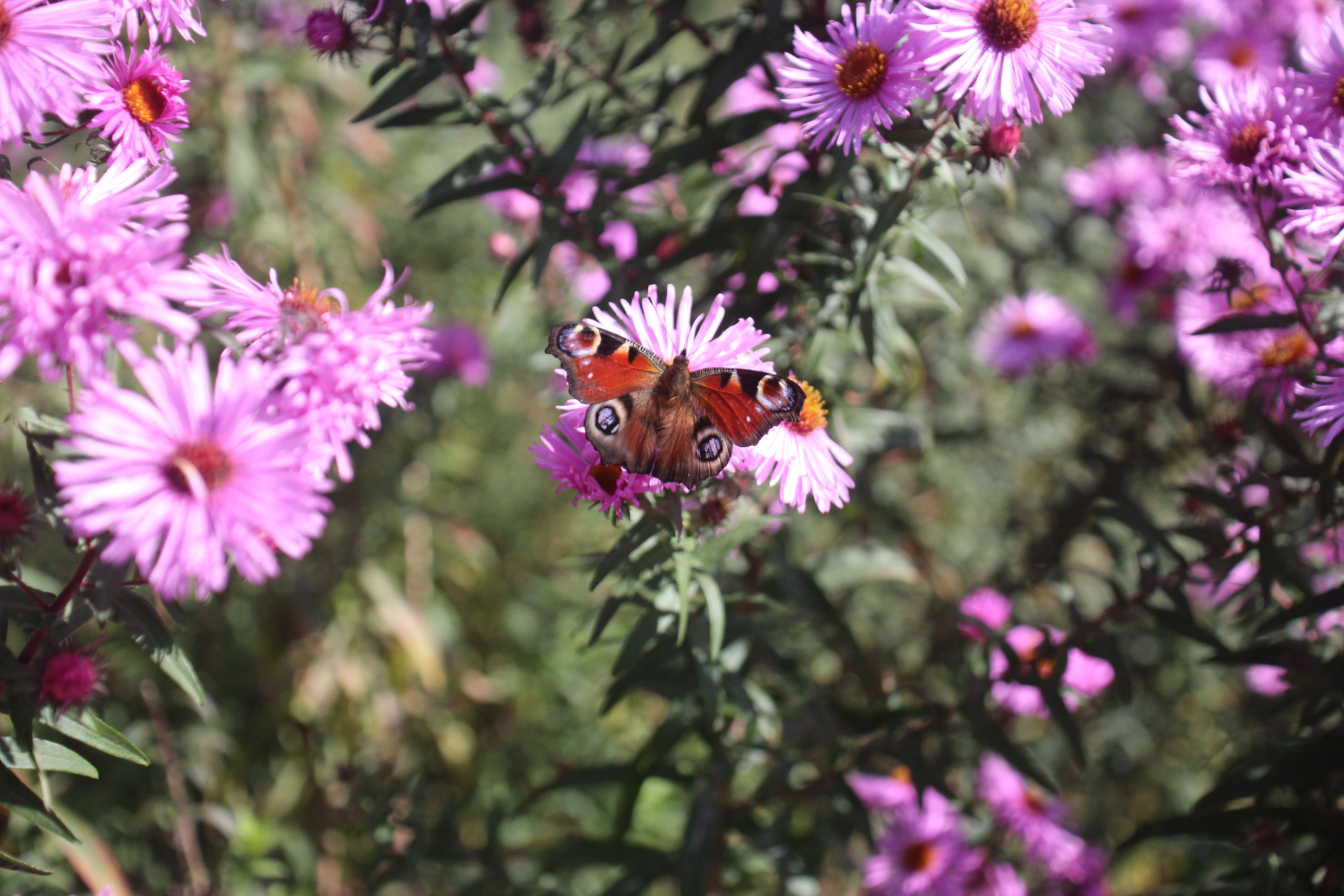 Logo Gärtnerei Solodaris Stiftung