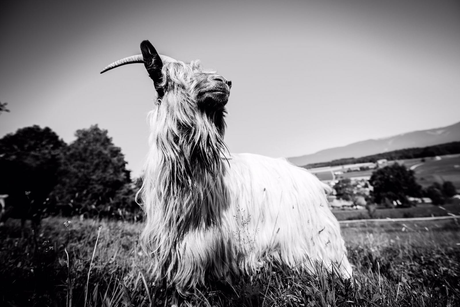 Logo Aranka's Ziegentruppe