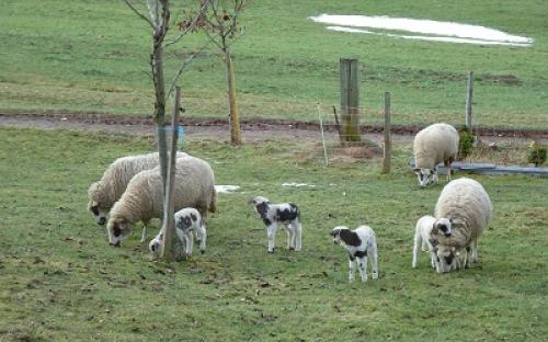 Logo Gärtnerei und Spiegelschafe im Vollzugszentrum Bachtel