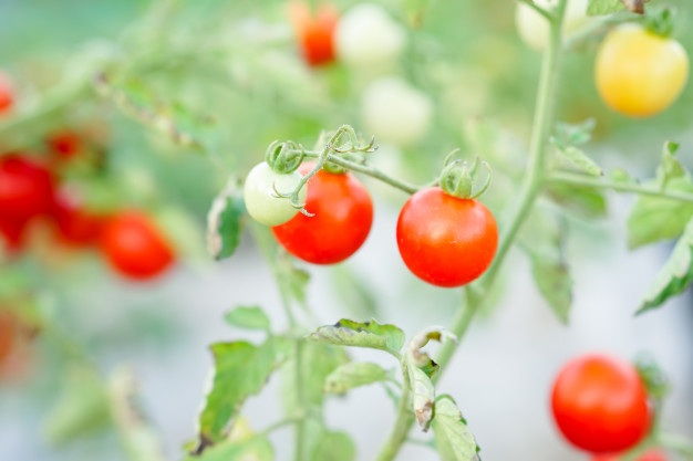 Logo Johannisbeertomate